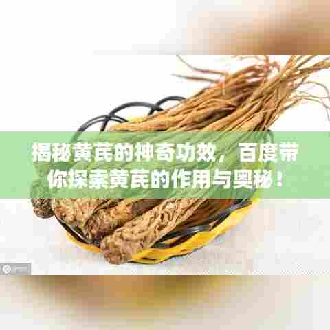 揭秘黄芪的神奇功效，百度带你探索黄芪的作用与奥秘！