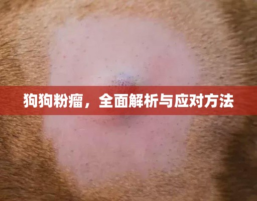 狗狗粉瘤，全面解析与应对方法