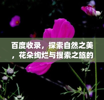 百度收录，探索自然之美，花朵绚烂与搜索之旅的交融