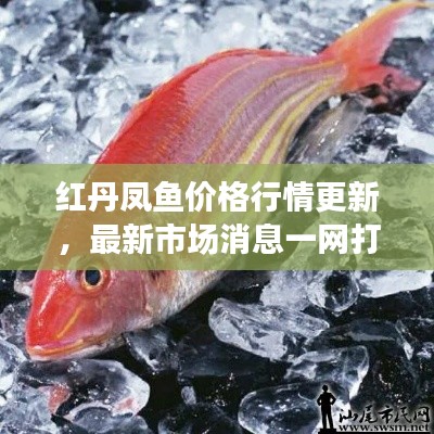 红丹凤鱼价格行情更新，最新市场消息一网打尽