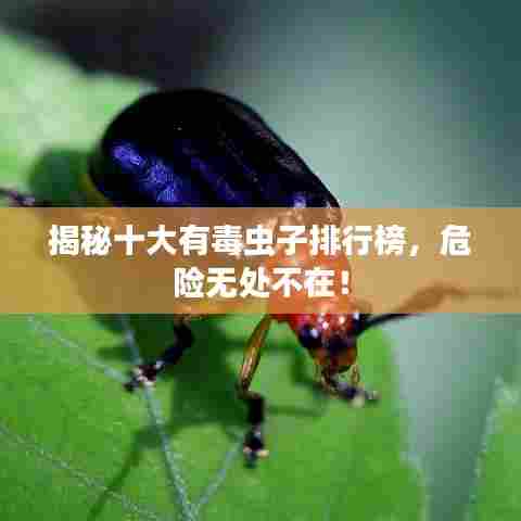 揭秘十大有毒虫子排行榜，危险无处不在！