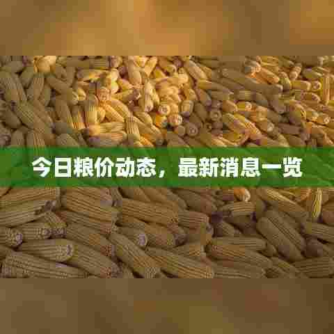 今日粮价动态，最新消息一览