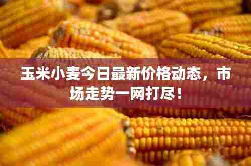 玉米小麦今日最新价格动态，市场走势一网打尽！