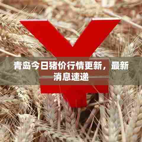 青岛今日猪价行情更新，最新消息速递