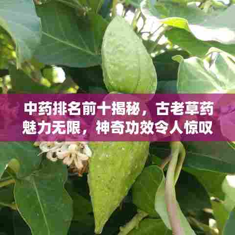中药排名前十揭秘，古老草药魅力无限，神奇功效令人惊叹！