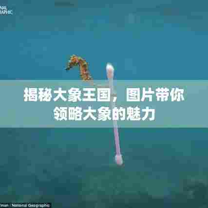 揭秘大象王国，图片带你领略大象的魅力