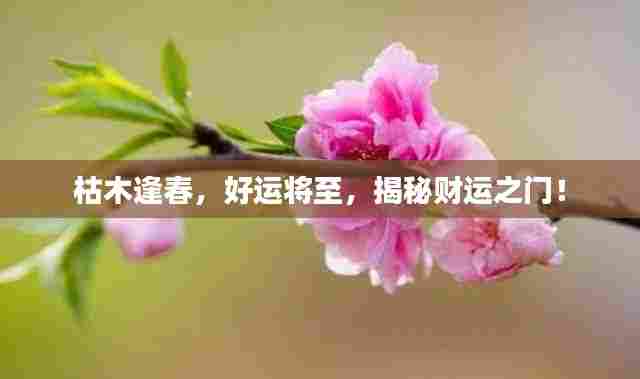 枯木逢春，好运将至，揭秘财运之门！