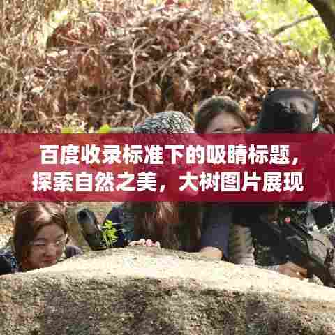 百度收录标准下的吸睛标题，探索自然之美，大树图片展现生态魅力！