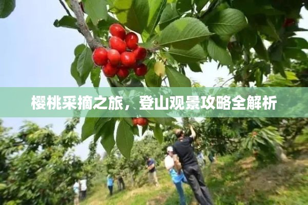 樱桃采摘之旅，登山观景攻略全解析