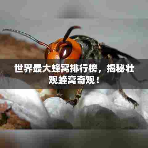 世界最大蜂窝排行榜，揭秘壮观蜂窝奇观！