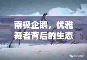 南极企鹅，优雅舞者背后的生态保护大任与专题报道聚焦