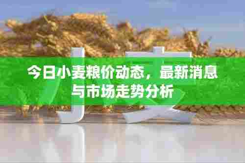 今日小麦粮价动态，最新消息与市场走势分析