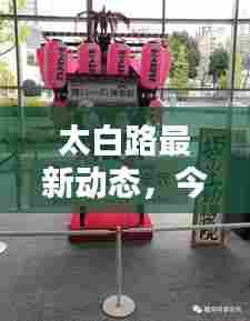 太白路最新动态，今日消息一网打尽！