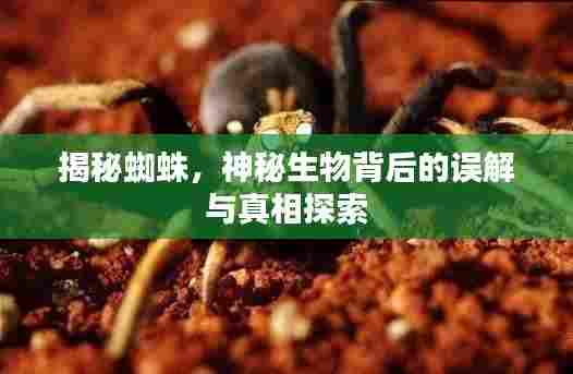 揭秘蜘蛛，神秘生物背后的误解与真相探索