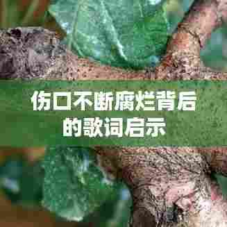 伤口不断腐烂背后的歌词启示