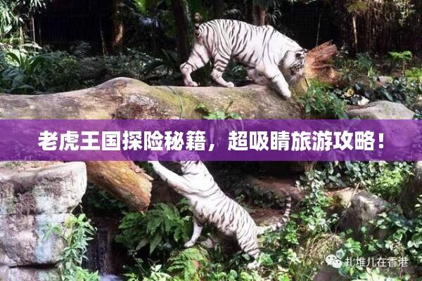 老虎王国探险秘籍，超吸睛旅游攻略！