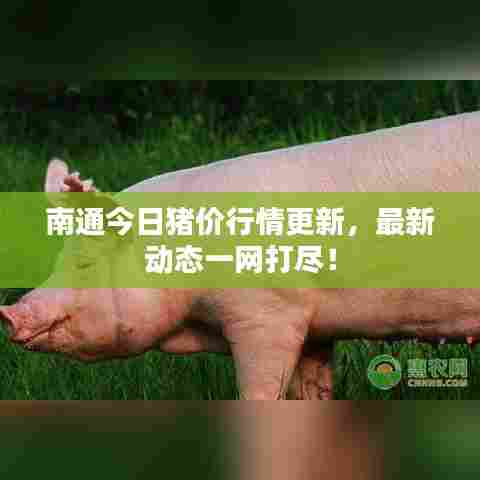 南通今日猪价行情更新，最新动态一网打尽！