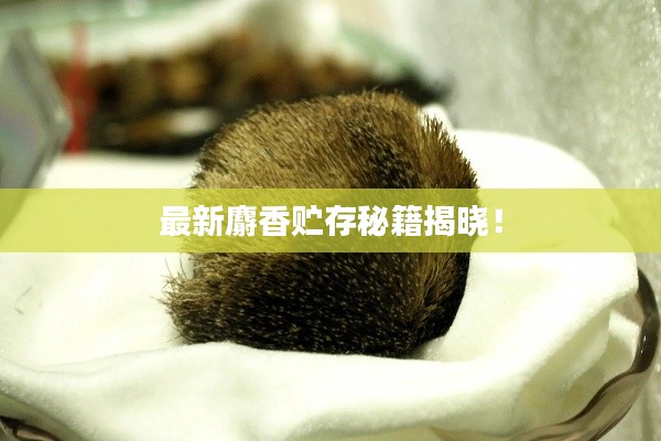 最新麝香贮存秘籍揭晓！