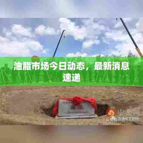 油脂市场今日动态，最新消息速递