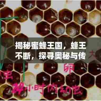 揭秘蜜蜂王国，蜂王不断，探寻奥秘与传奇之旅