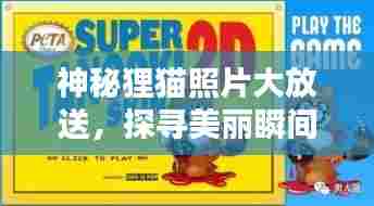 神秘狸猫照片大放送，探寻美丽瞬间惊艳你的眼球！