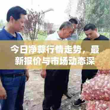 今日净蒜行情走势，最新报价与市场动态深度解析