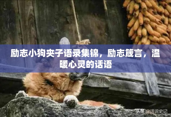 励志小狗夹子语录集锦，励志箴言，温暖心灵的话语