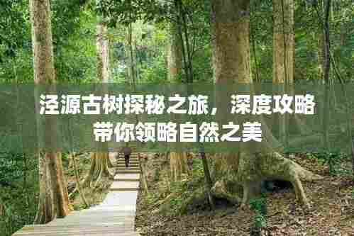 泾源古树探秘之旅，深度攻略带你领略自然之美