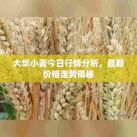 大华小麦今日行情分析，最新价格走势揭秘